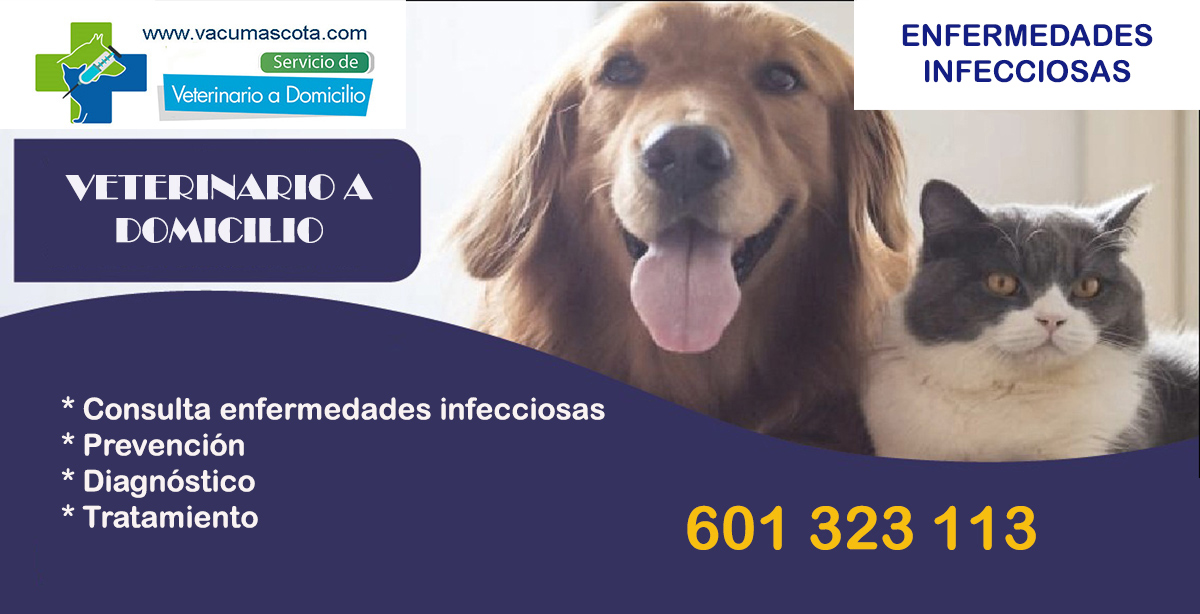veterinario a domicilio consulta enfermedades infecciosas viricas perros y gatos