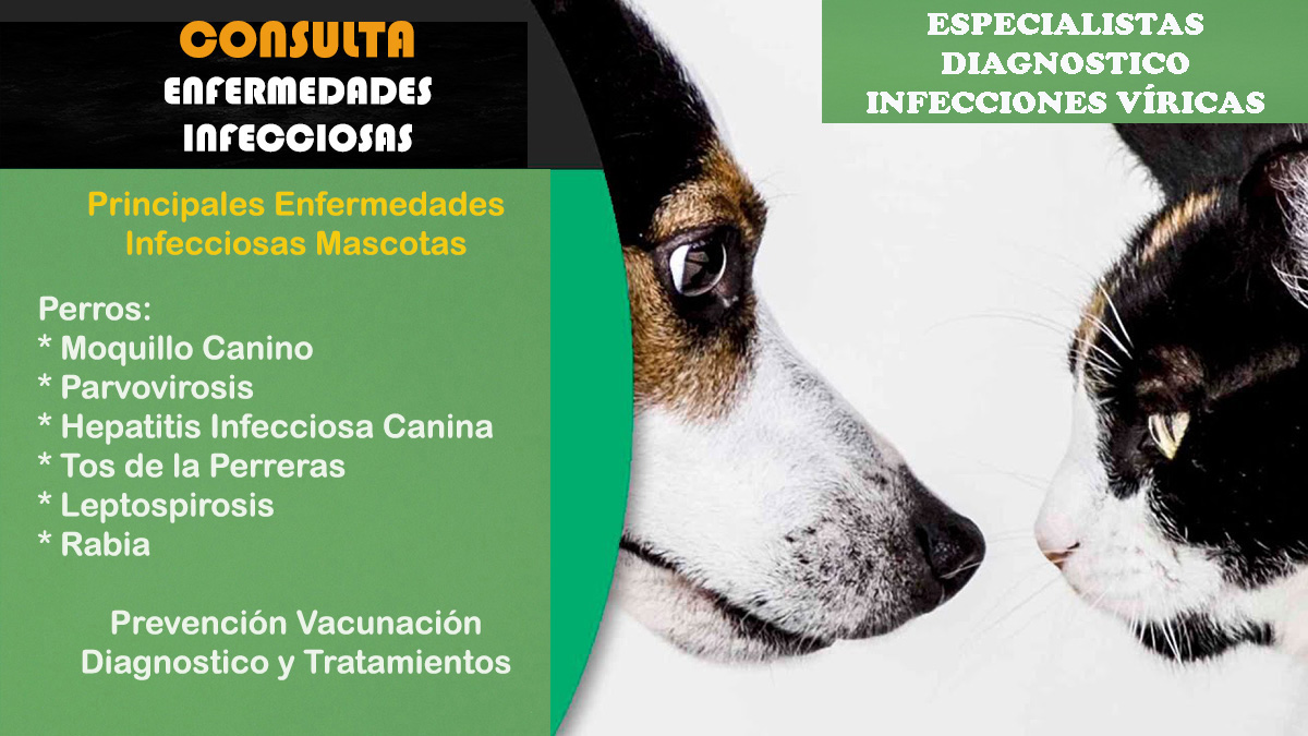 Consulta veterinario a domicilio infecciones viricas perros y gatos