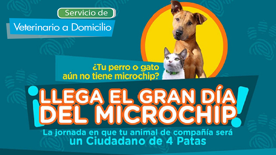 poner microchip perros y gatos veterinario a domicilio Madrid
