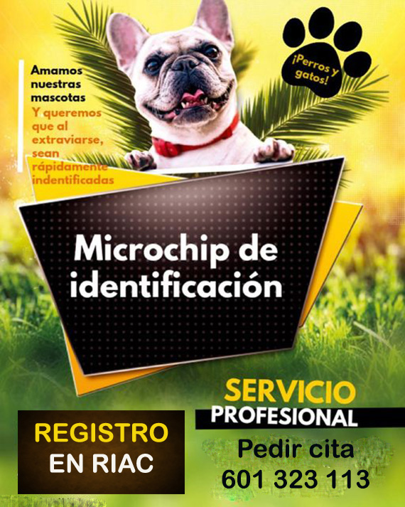 poner microchip perros y gatos Madrid veterinario a domicilio