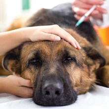 Enfermedades por bacterias perros y gatos veterinario a domicilio Madrid