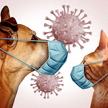 virología veterinaria perros y gatos