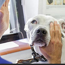Neurologia veterinaria perros y gatos veterinario a domicilio