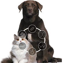 Endocrinologia veterinaria perros y gatos veterinario a domicilio