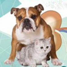 Patología cronica perro y gatos veterinario a domicilio