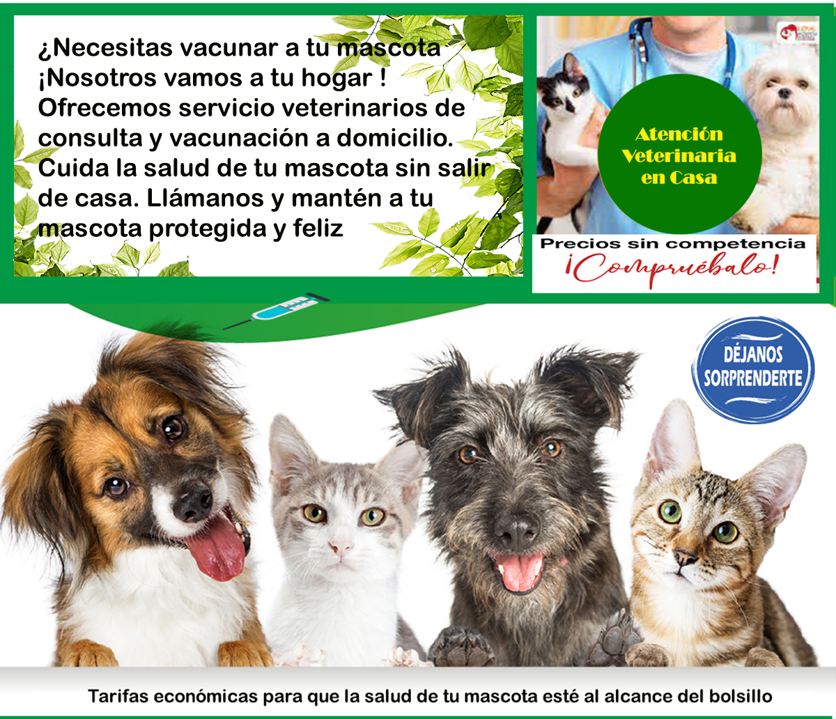 veterinario a domicilio Madrid vacunaciones perros y gatos