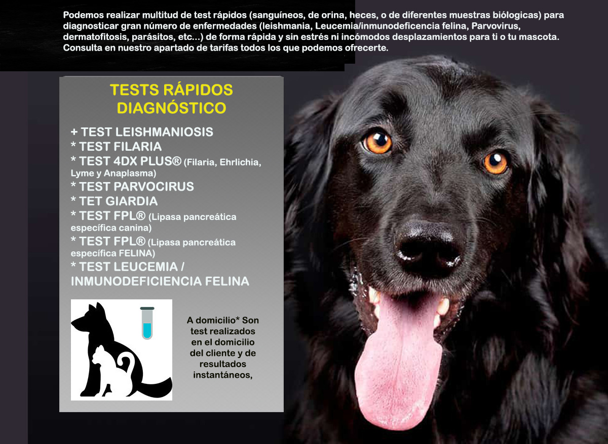 tests rapidos diagnostico veterinario a domicilio