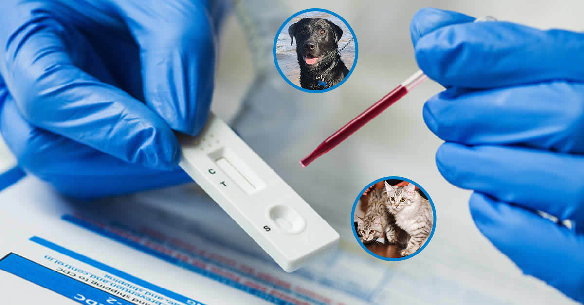 tests rapidos dignostico veterinario