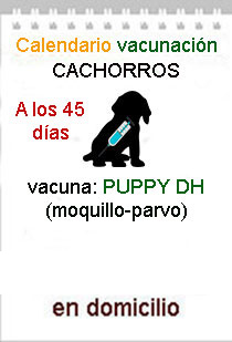 vacuna puppy DH cachorros