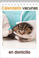 vacunacion gatitos trivalente