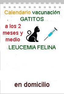 vacuna leucemia felina