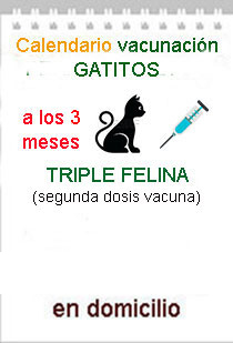 vacuna triple felina
