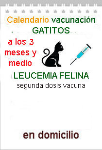 vacuna leucemia felina revacunacion