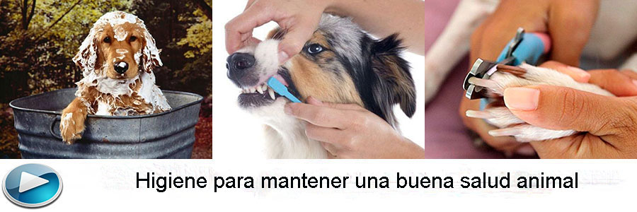 mundo mascotas higiene perros y gatos