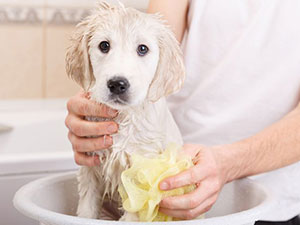 bañar perro