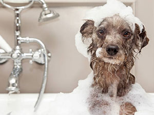 bañar perro