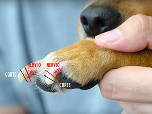 corte uñas perros
