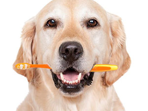 limpieza dientes perros