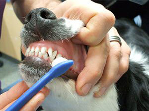 limpiexa dientes en perro