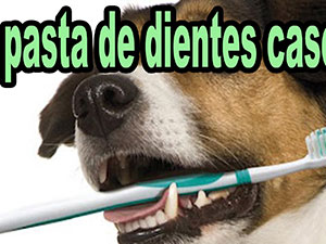limpieza dientes perros