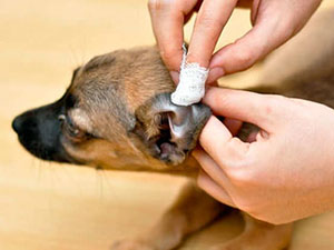 limpieza oreja perros