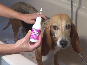 limpieza orejas perros