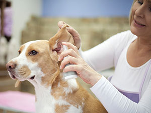 limpieza orejas perros
