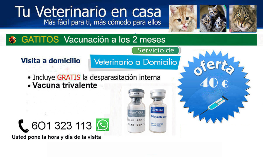 veterinario a domicilio vacunacion gatitos trivalente Madrid
