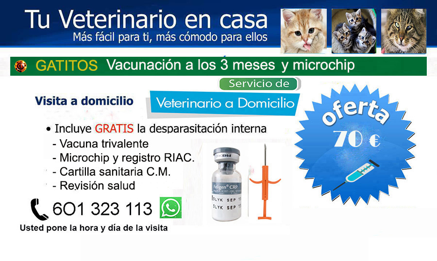 veterinario a domicilio vacunacion trivalente y poner microchip Madrid