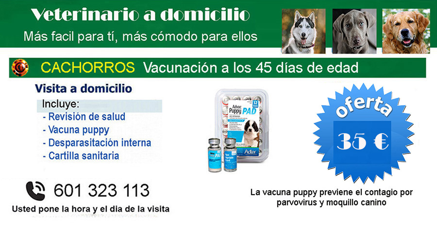 veterinario a domicilio vacunacion cachorros Madrid