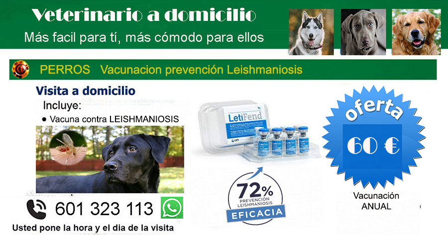 veterinario a domicilio vacunacion perros leishmaniosis Madrid