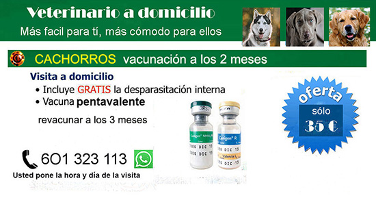 veterinario a domicilio vacunacion cachorros a los 2 meses
