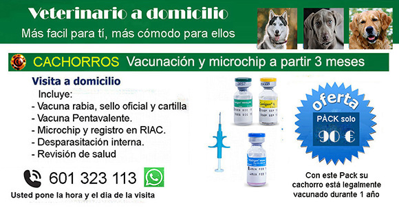 vacunacion cachorros de rabia, pentavalente y poner microchip