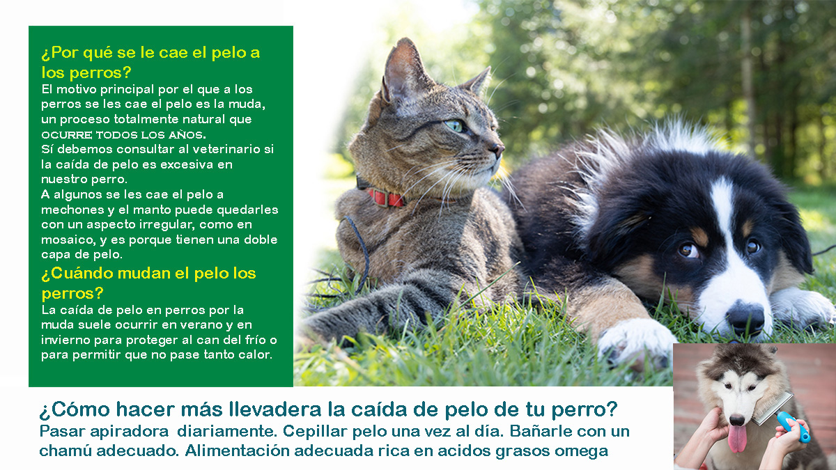 consulta veterinaria a domicilio caida del pelo perros y gatos Madrid