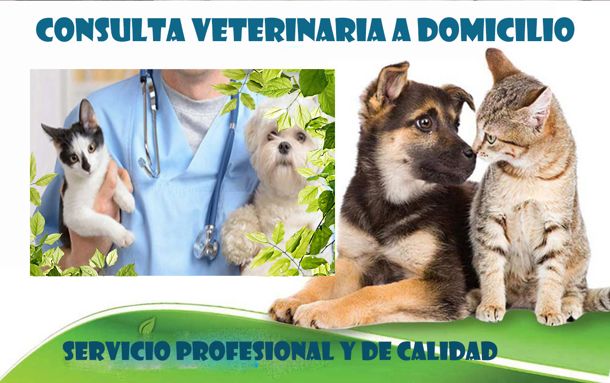 veterinario a domicilio consulta perros y gatos