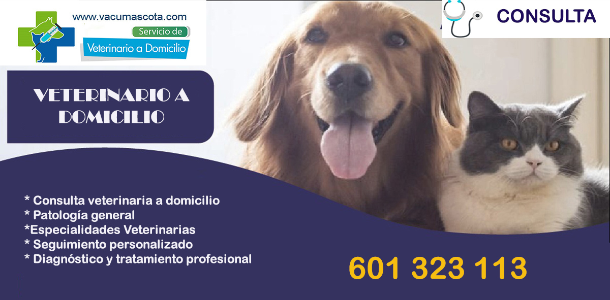 consulta veterinaria a domicilio mascotas madrid