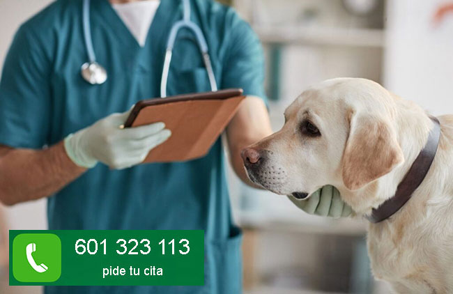 consulta veterinaria a domicilio perros y gatos