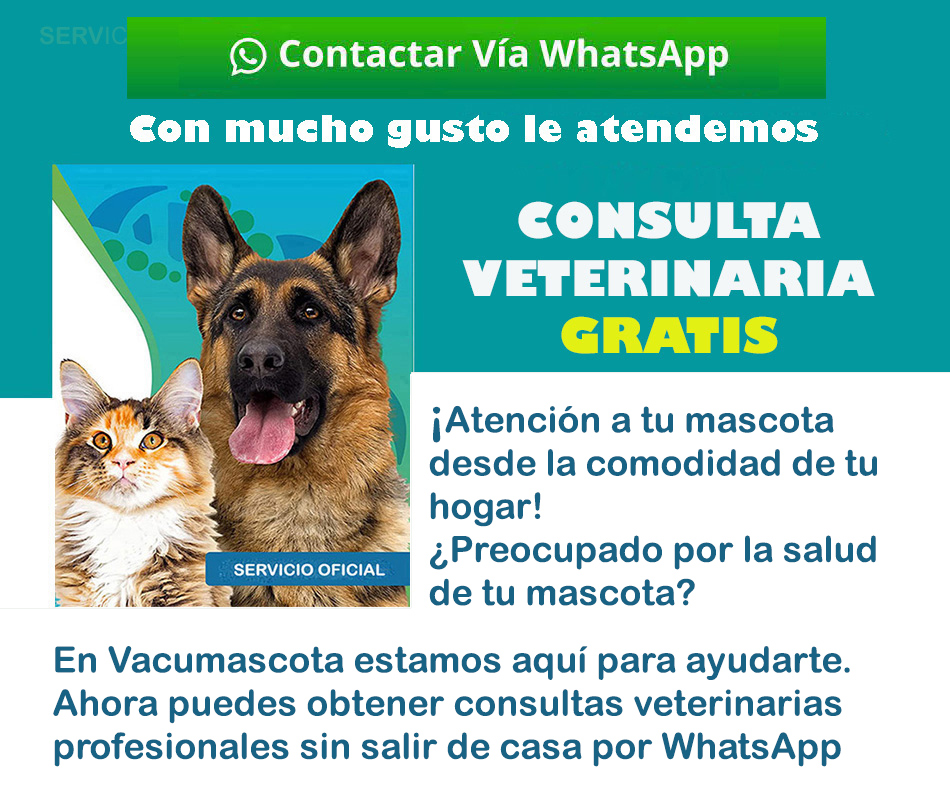 Consulta Veterinaria gratis por whatsapp perros y gatos