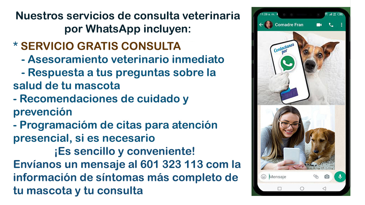 Veterinario gratis consulta profesional por whatsapp