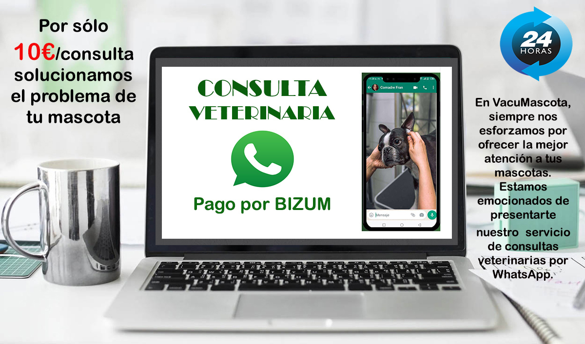 consulta veterinaria por whatsapp solo 10€ pago bizum