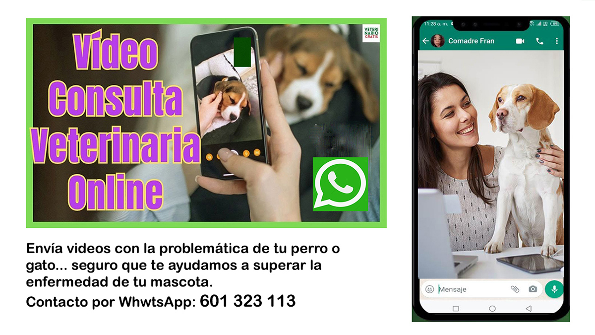 consulta veterinario por whatsapp mandar sintomas y videos enfermedad mascota
