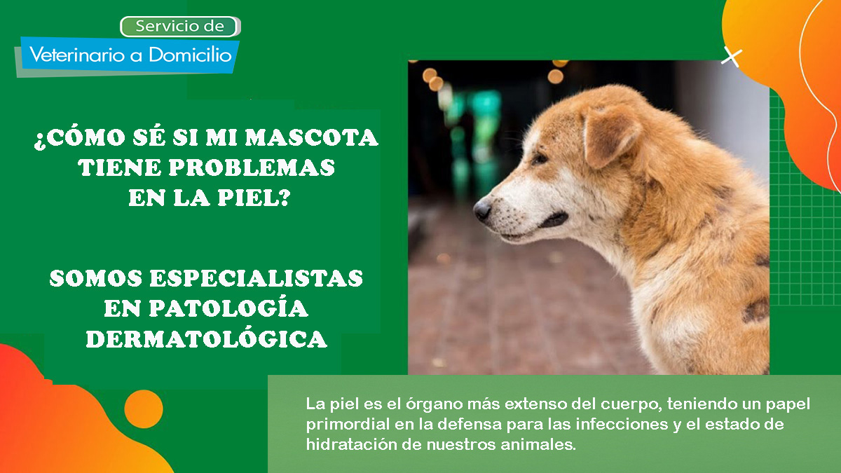consulta veterinaria a domicilio dermatologia perros y gatos