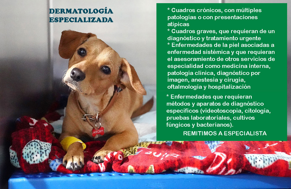 consulta veterinaria a domicilio enfermedades dermatologia perros y gatos