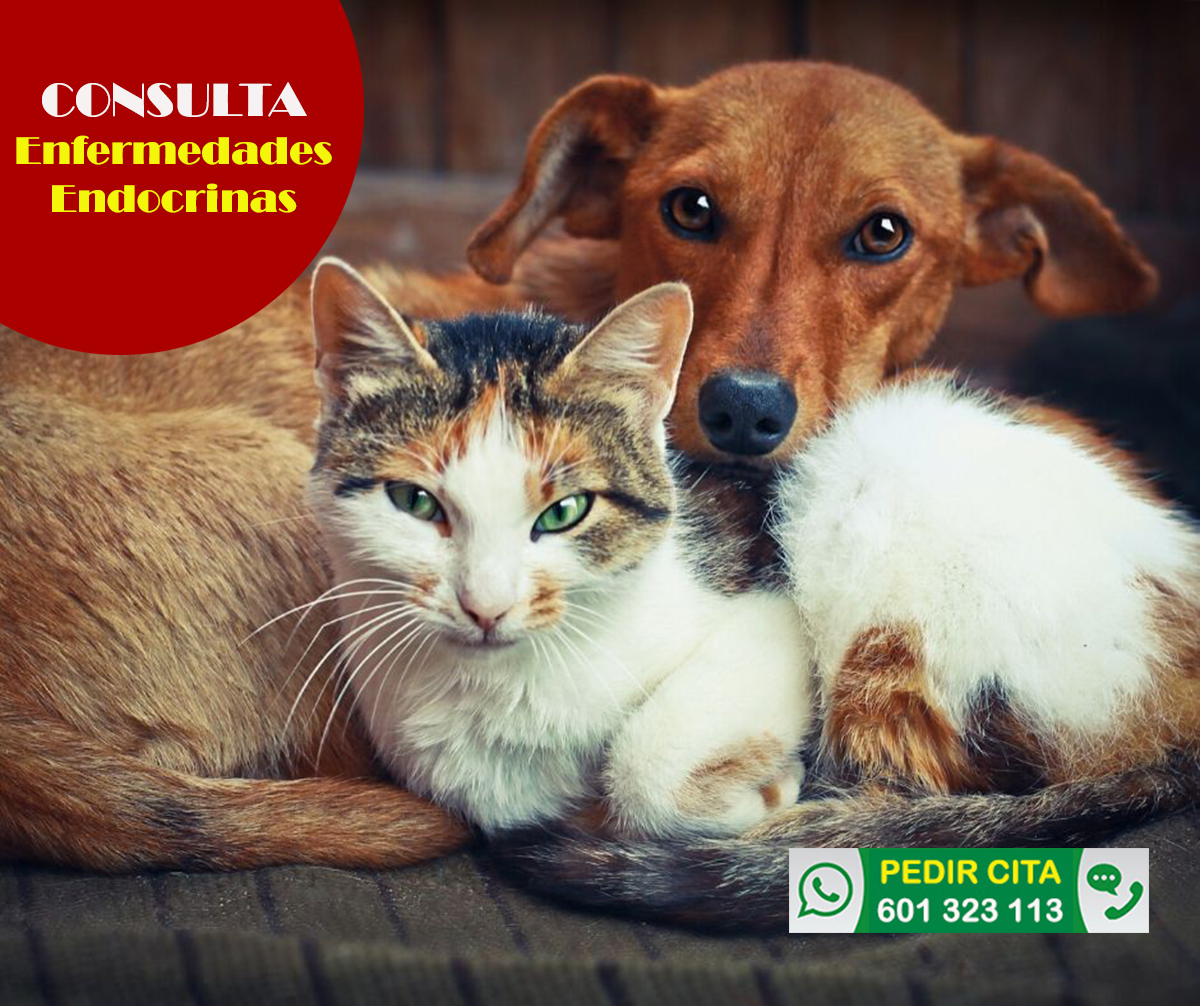 veterinario a domicilio consulta enfermedades endocrinas peros y gatos