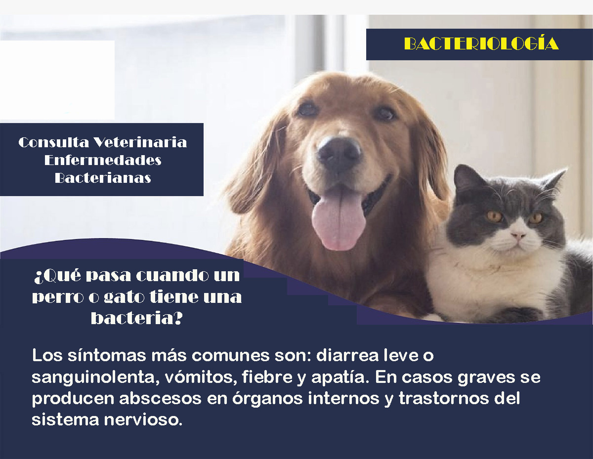 Veterinario a domicilio consulta clinica enfermedades bacterianas perros y gatos