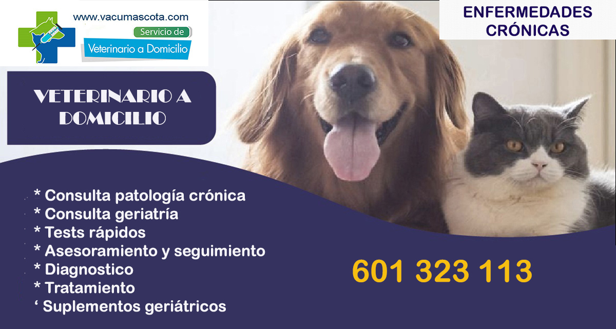 consulta veterinaria a domicilio enfermedades cronicas Madrid