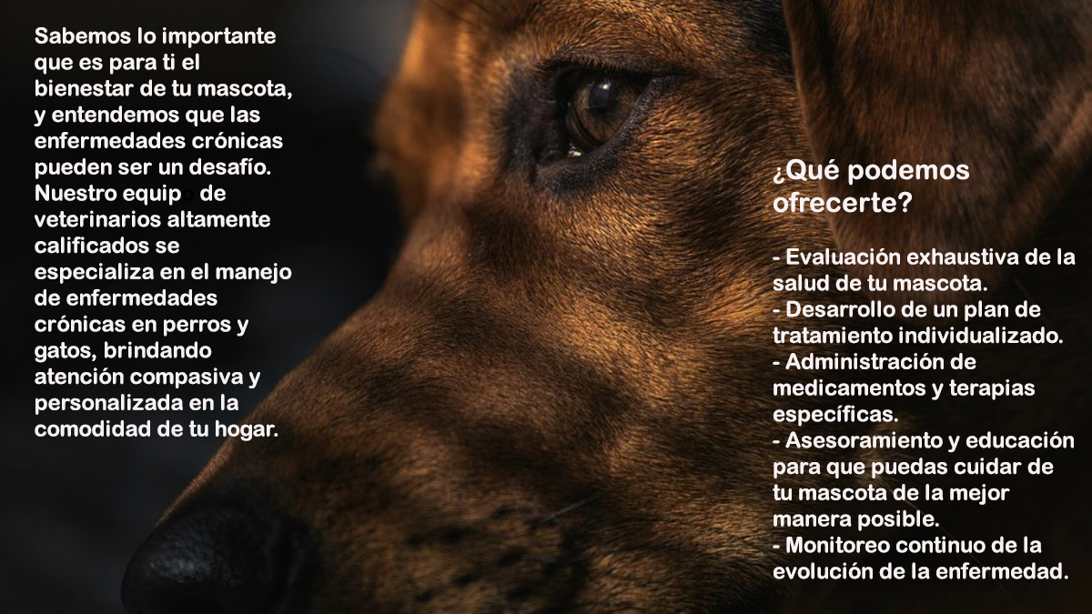 veterinario a domicilio consulta patologia cromica perros y gatos