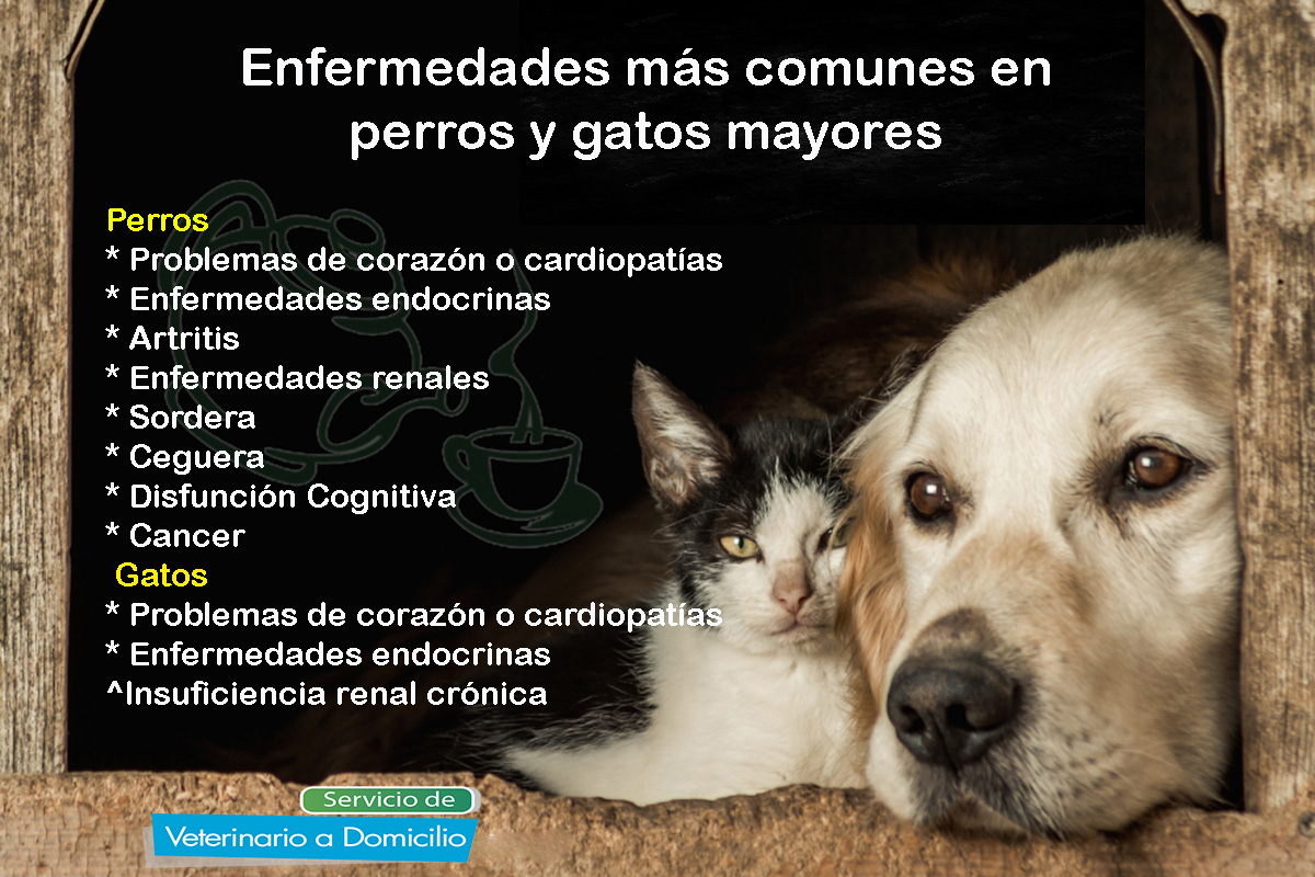 veterinario a domicilio enfermedades cronicas perros y gatos