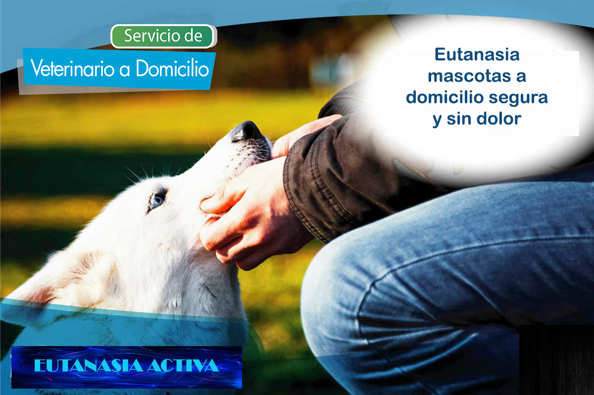 eutanasia perros y gatos Madrid servicio veterinario