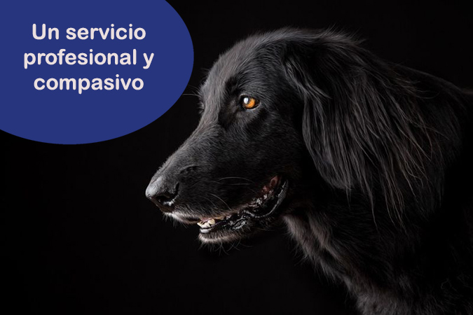 eutanasia activa perros y gatos Madrid